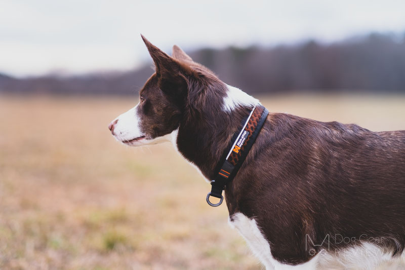 Non-stop Dogwear Rock Collar & Move Leash Review | Dog Gear Review