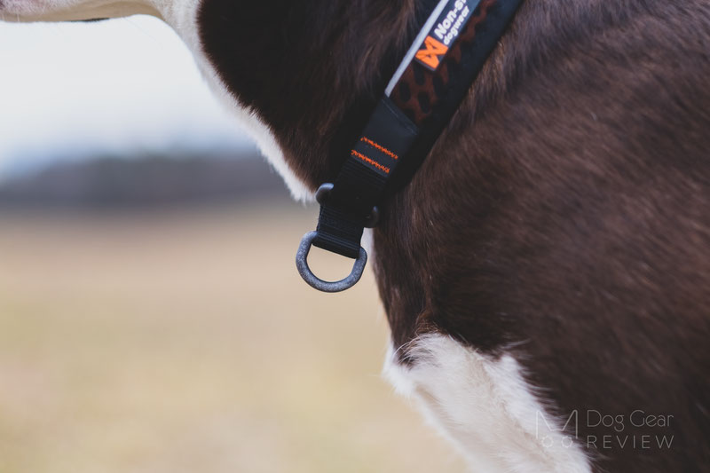 Non-stop Dogwear Rock Collar & Move Leash Review | Dog Gear Review