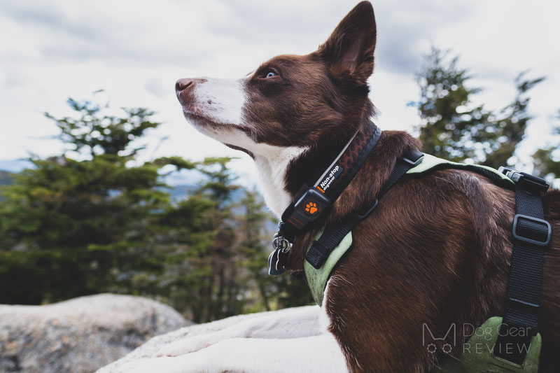 Non-stop Dogwear Rock Collar & Move Leash Review | Dog Gear Review