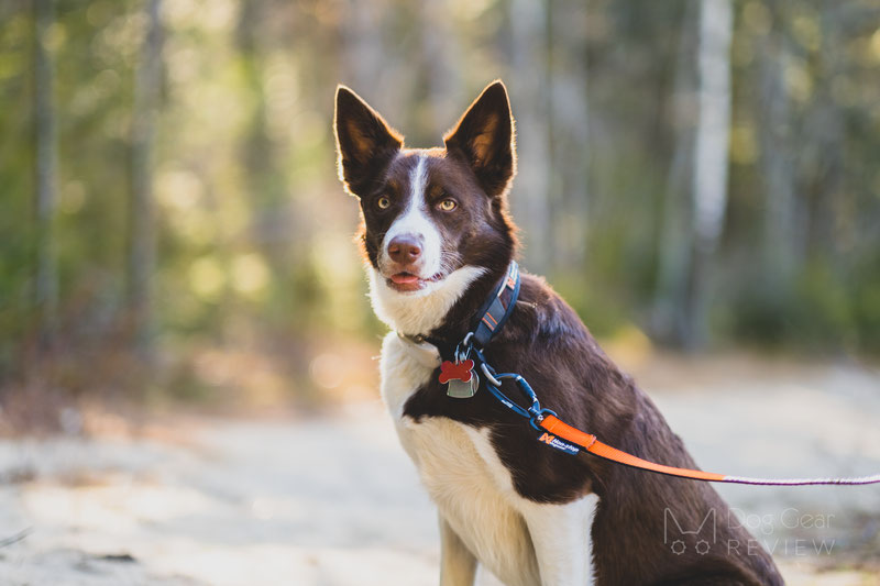 Non-stop Dogwear Rock Collar & Move Leash Review | Dog Gear Review