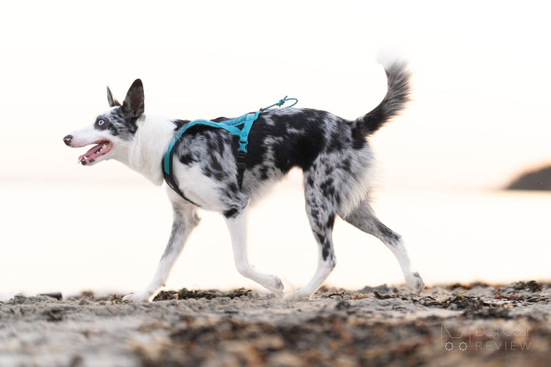 Non-stop Dogwear Rush Harness Review | Dog Gear Review