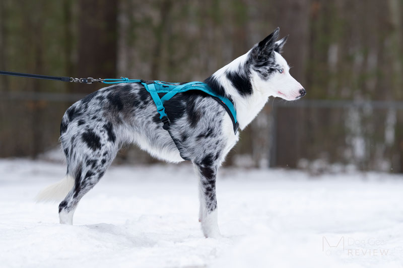 Non-stop Dogwear Rush Harness Review | Dog Gear Review