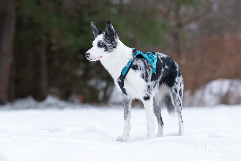 Non-stop Dogwear Rush Harness Review | Dog Gear Review