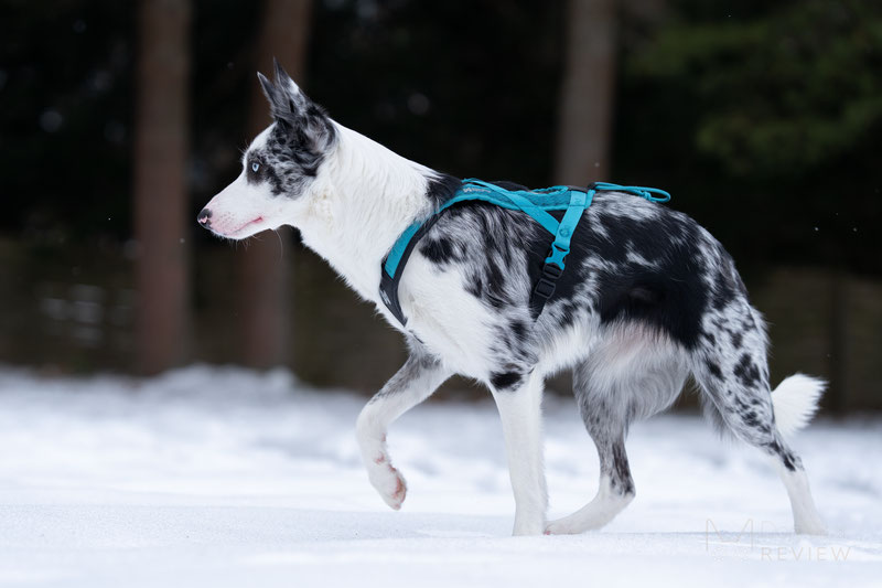 Non-stop Dogwear Rush Harness Review | Dog Gear Review