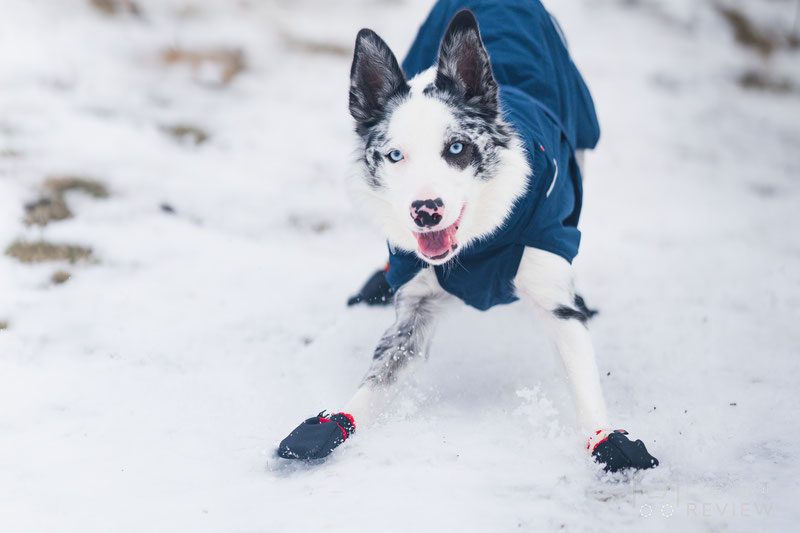 Non-stop Dogwear Solid Socks Review | Dog Gear Review