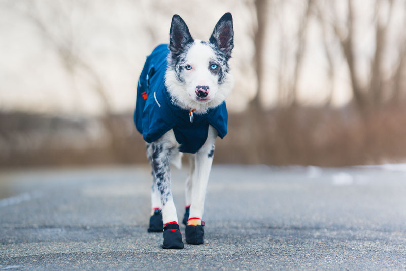 Non-stop Dogwear Solid Socks Review | Dog Gear Review