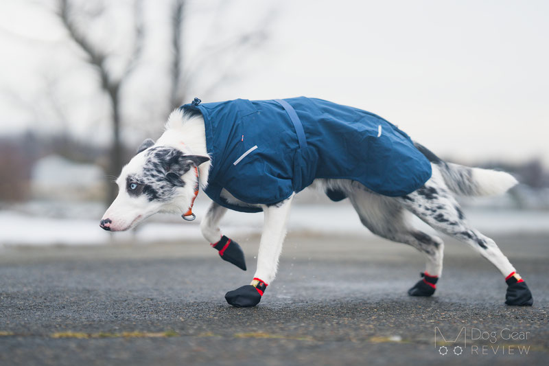 Non-stop Dogwear Solid Socks Review | Dog Gear Review