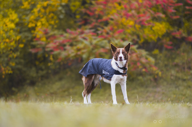 Non-stop Dogwear Trail Light Dog Jacket Review | Dog Gear Review