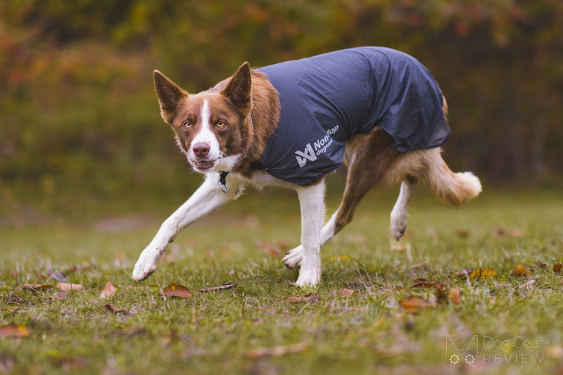 Non-stop Dogwear Trail Light Dog Jacket Review | Dog Gear Review