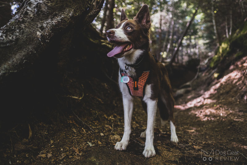 Non-stop Dogwear Ultra Harness Review | Dog Gear Review