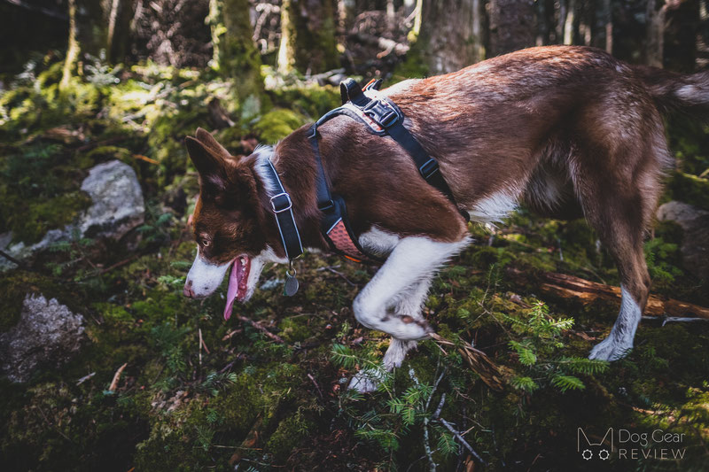 Non-stop Dogwear Ultra Harness Review | Dog Gear Review