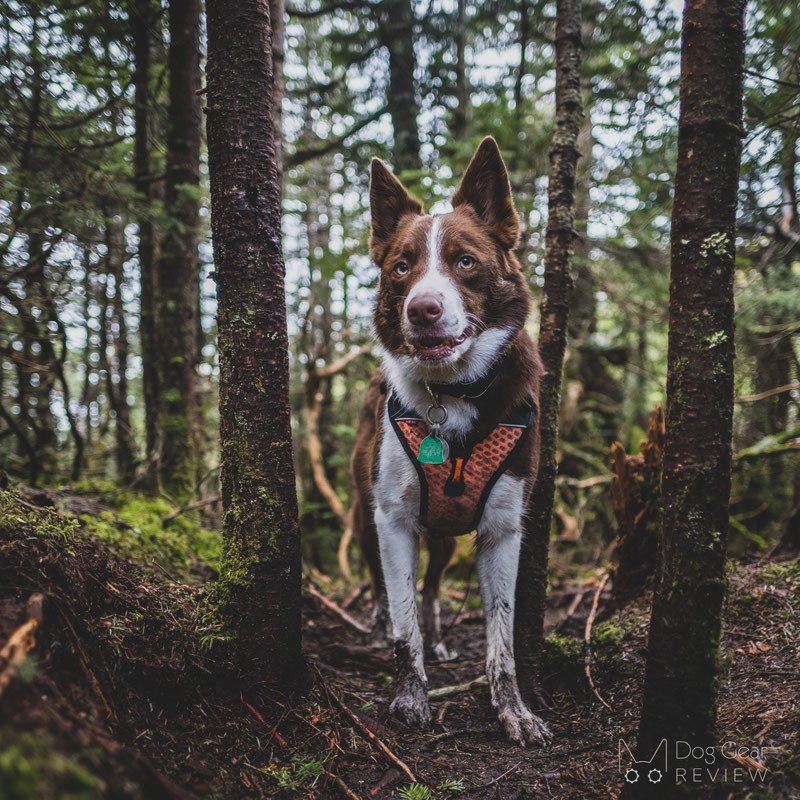 Non-stop Dogwear Ultra Harness Review | Dog Gear Review