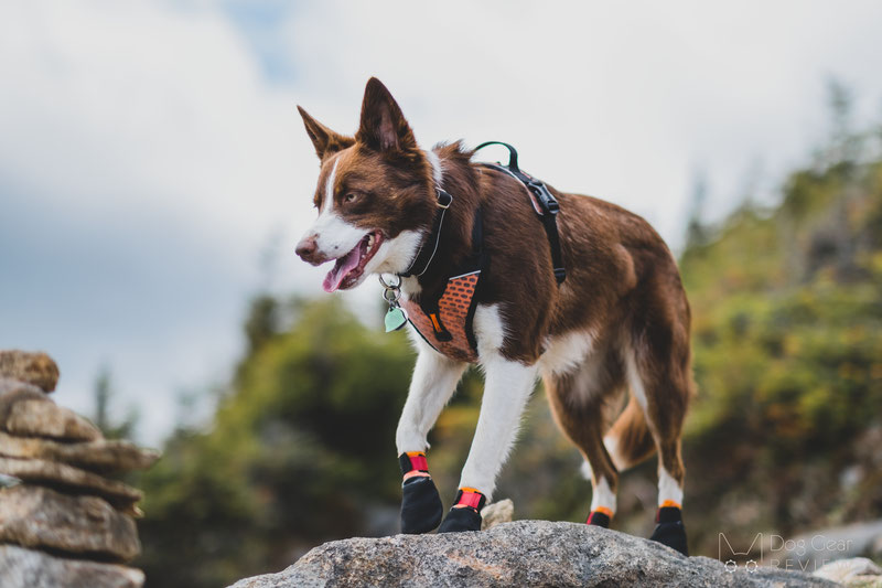 Non-stop Dogwear Ultra Harness Review | Dog Gear Review