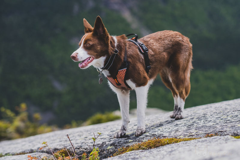 Non-stop Dogwear Ultra Harness Review | Dog Gear Review