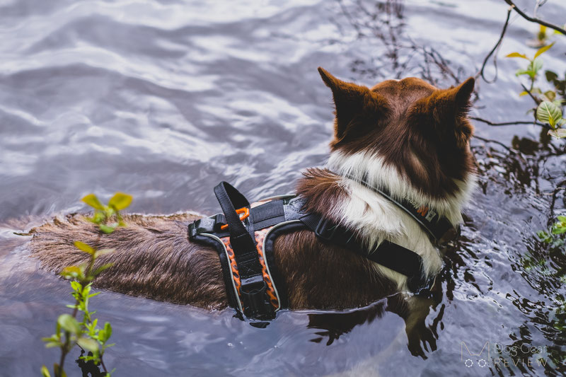 Non-stop Dogwear Ultra Harness Review | Dog Gear Review