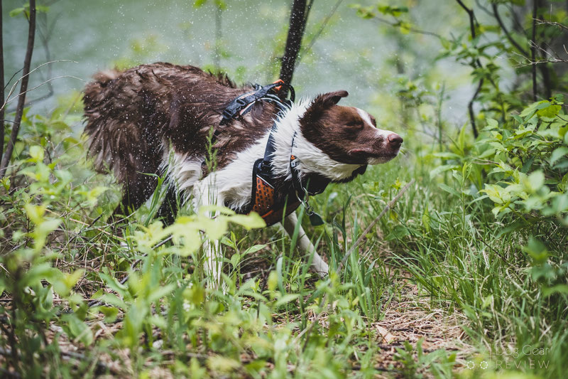 Non-stop Dogwear Ultra Harness Review | Dog Gear Review