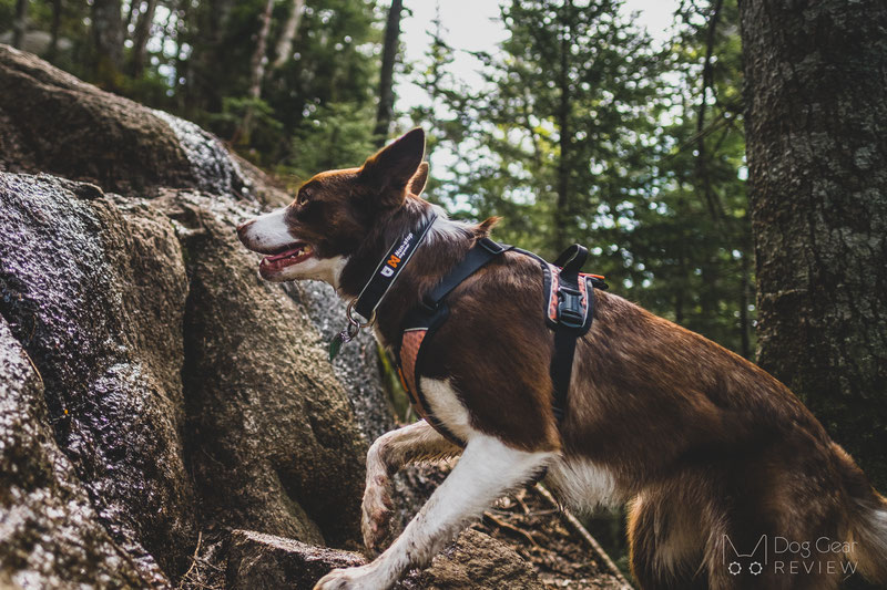 Non-stop Dogwear Ultra Harness Review | Dog Gear Review