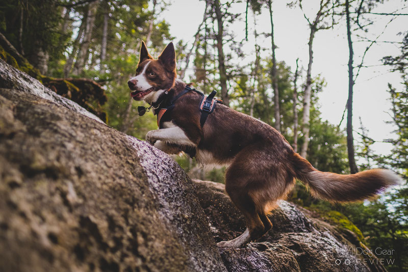 Non-stop Dogwear Ultra Harness Review | Dog Gear Review