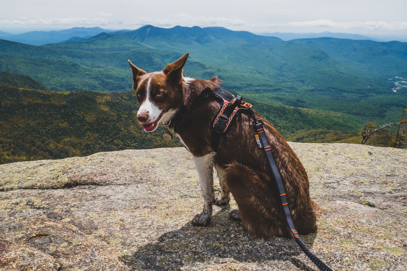 Non-stop Dogwear Ultra Harness Review | Dog Gear Review