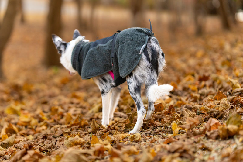 Non-Stop Dogwear Wool Jacket Review | Dog Gear Review