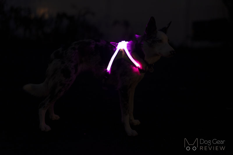 Noxgear LightHound LED Dog Harness Review | Dog Gear Review