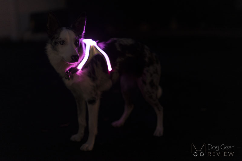 Noxgear LightHound LED Dog Harness Review | Dog Gear Review
