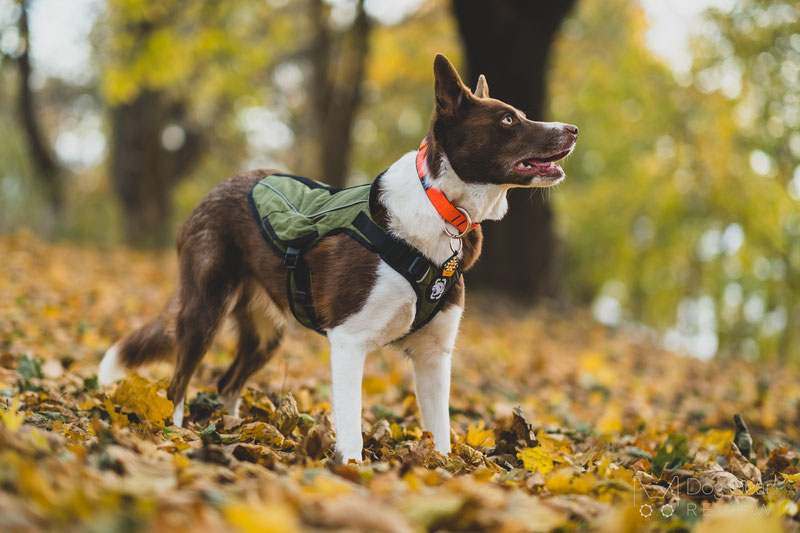OneTigris Achilles K9 Jacket Review | Dog Gear Review