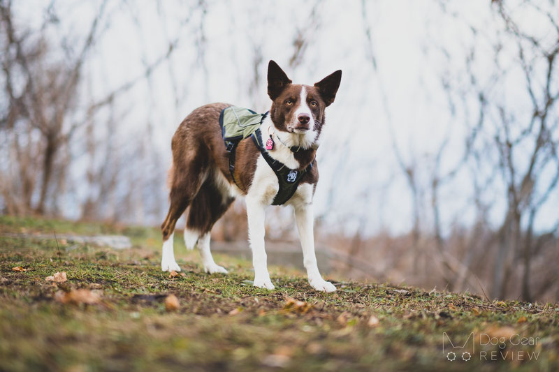 OneTigris Achilles K9 Jacket Review | Dog Gear Review