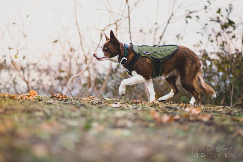 OneTigris Achilles K9 Jacket Review | Dog Gear Review