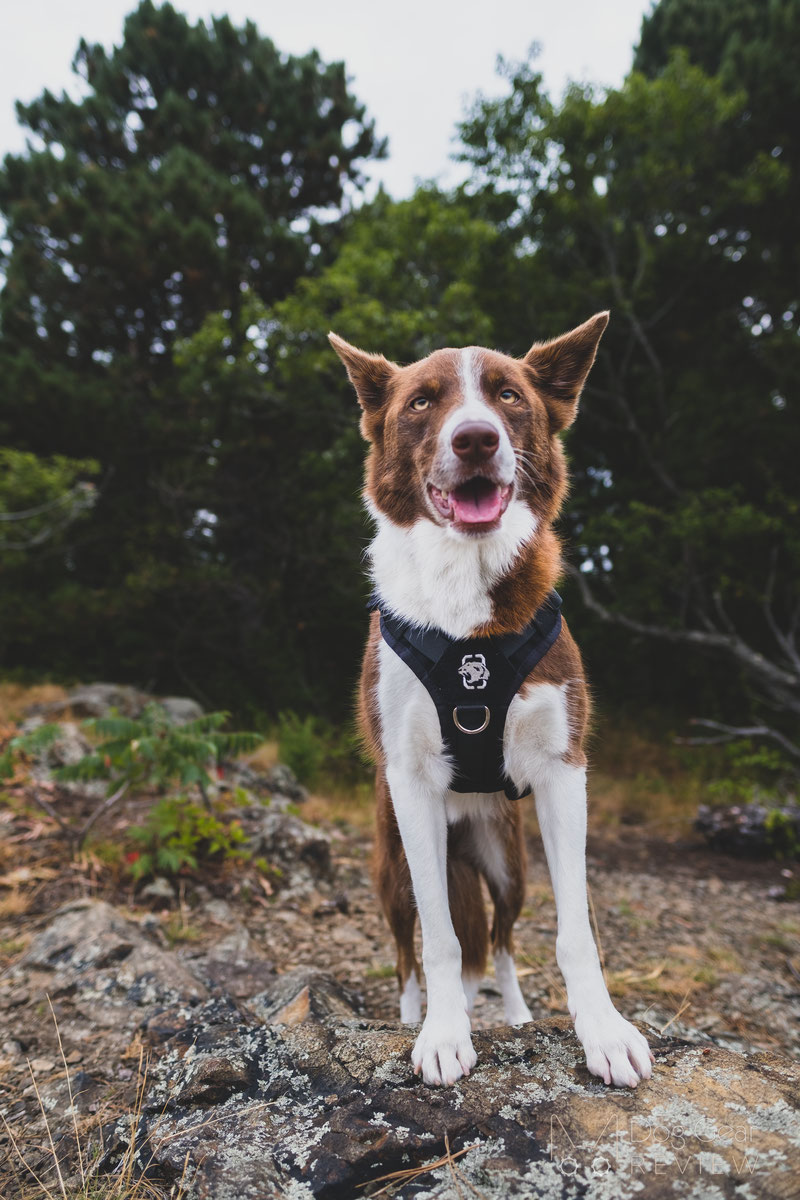 OneTigris AIRE Mesh Harness Review | Dog Gear Review