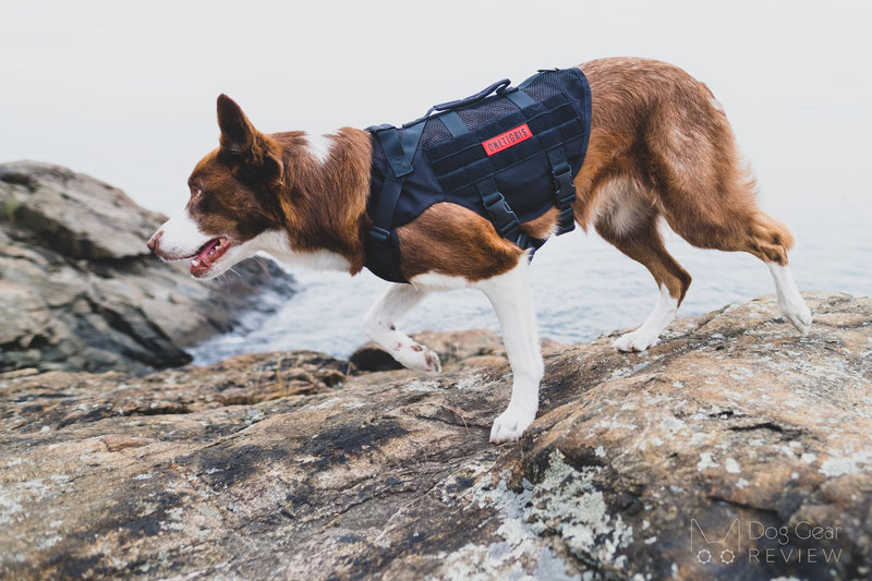 OneTigris AIRE Mesh Harness Review | Dog Gear Review