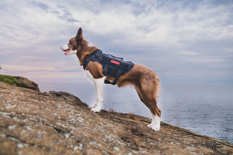 OneTigris AIRE Mesh Harness Review | Dog Gear Review