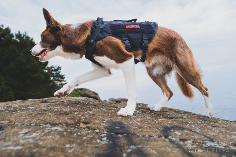 OneTigris AIRE Mesh Harness Review | Dog Gear Review