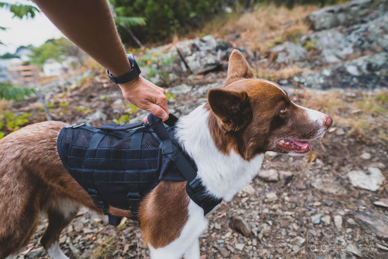 OneTigris AIRE Mesh Harness Review Dog Gear Review