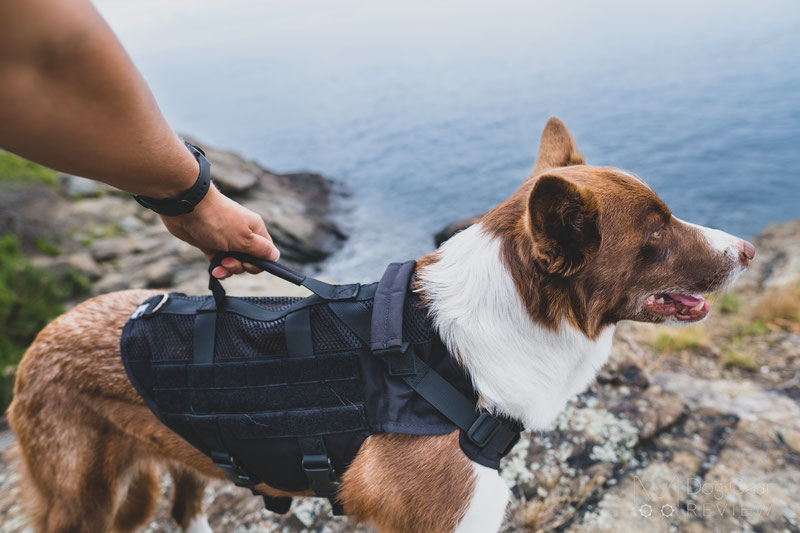 OneTigris AIRE Mesh Harness Review | Dog Gear Review