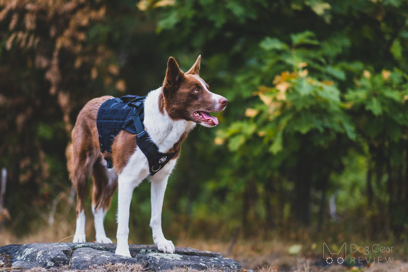 OneTigris AIRE Mesh Harness Review | Dog Gear Review