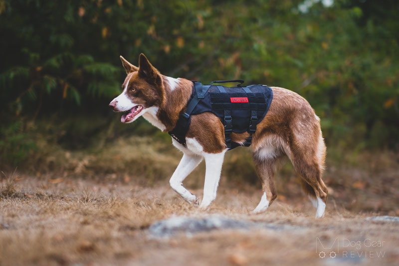 OneTigris AIRE Mesh Harness Review | Dog Gear Review