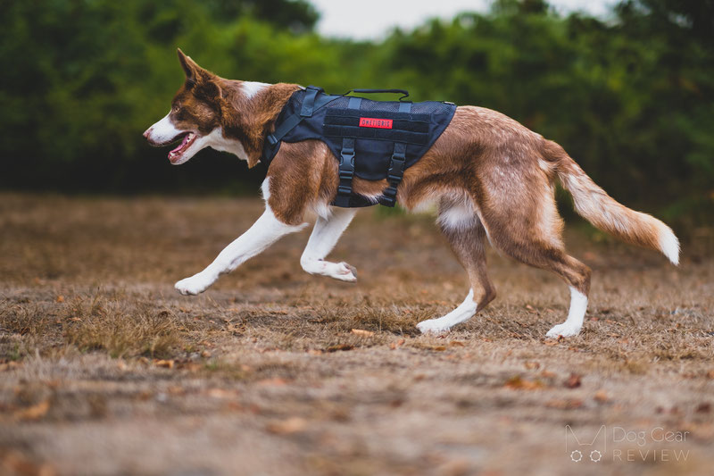 OneTigris AIRE Mesh Harness Review | Dog Gear Review