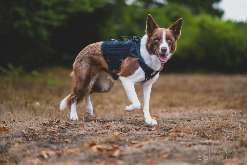 OneTigris AIRE Mesh Harness Review | Dog Gear Review