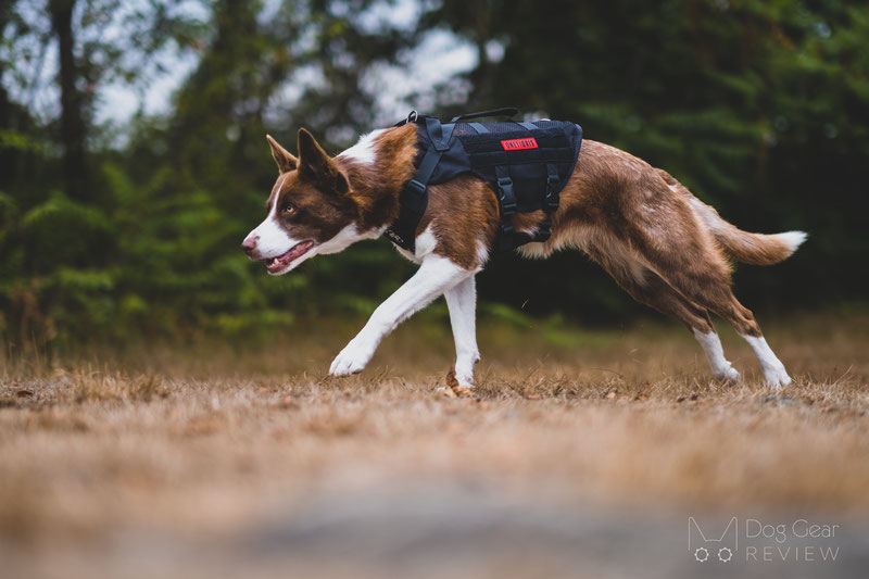 OneTigris AIRE Mesh Harness Review | Dog Gear Review