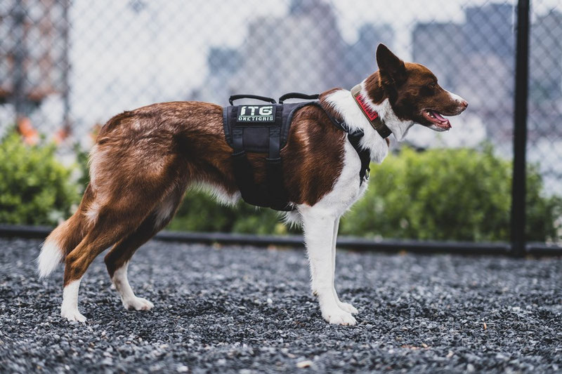 OneTigris Collar 05 Review | Dog Gear Review