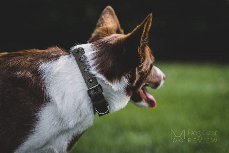 OneTigris Collar 05 Review | Dog Gear Review