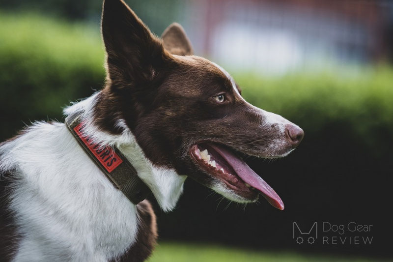 OneTigris Collar 05 Review | Dog Gear Review