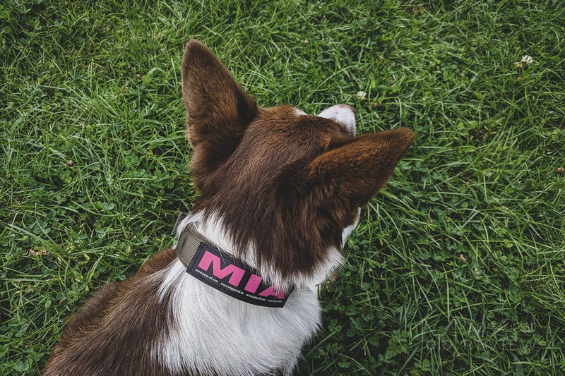 OneTigris Collar 05 Review | Dog Gear Review