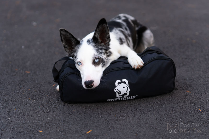 OneTigris Elevated Dog Bed Review | Dog Gear Review