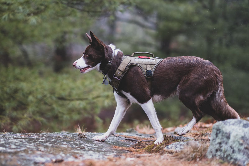 OneTigris Fire Tanker Harness Review | Dog Gear Review
