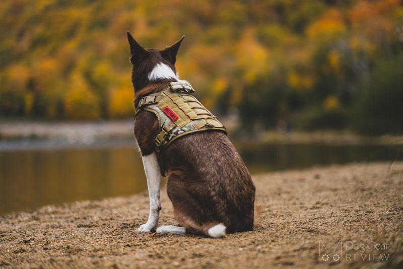 OneTigris Fire Watcher 2.0 Harness Review | Dog Gear Review