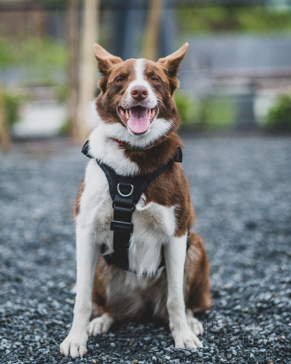 OneTigris Gladiator Support Harness Review | Dog Gear Review