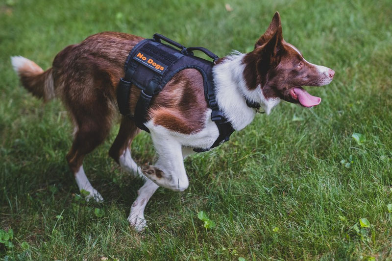 OneTigris Gladiator Support Harness Review | Dog Gear Review