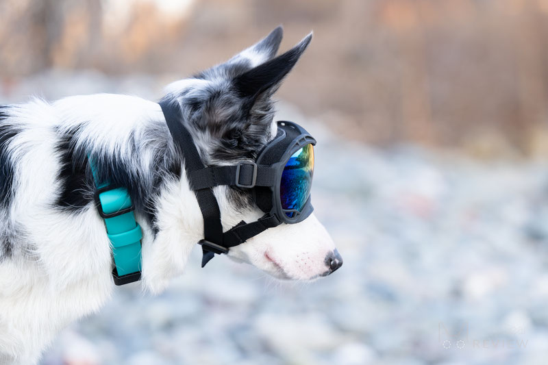 OneTigris Dog Goggles Review | Dog Gear Review